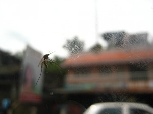 chikungunya window