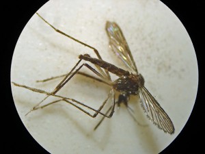 Aedis mosquitoe