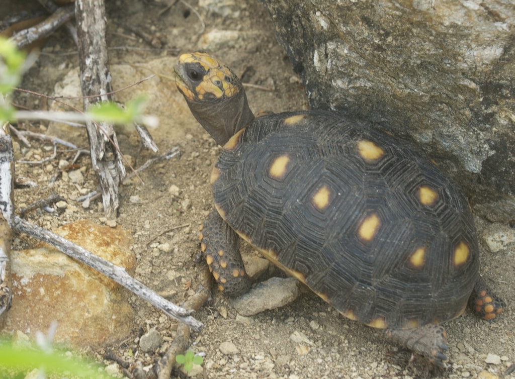 St Barths Turtle