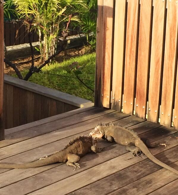 iguana photo by @_bartholomea_