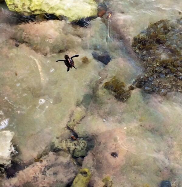 st barths turtle swimming photo by @_bartholomea_