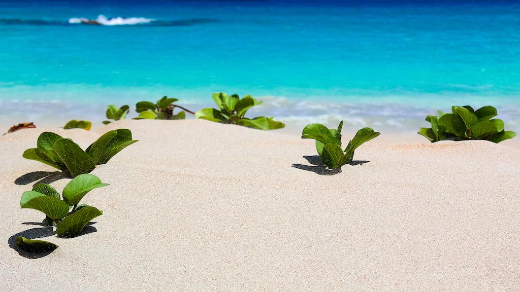 Sand and leaves Saline beach photo by MyCaribbeanWall