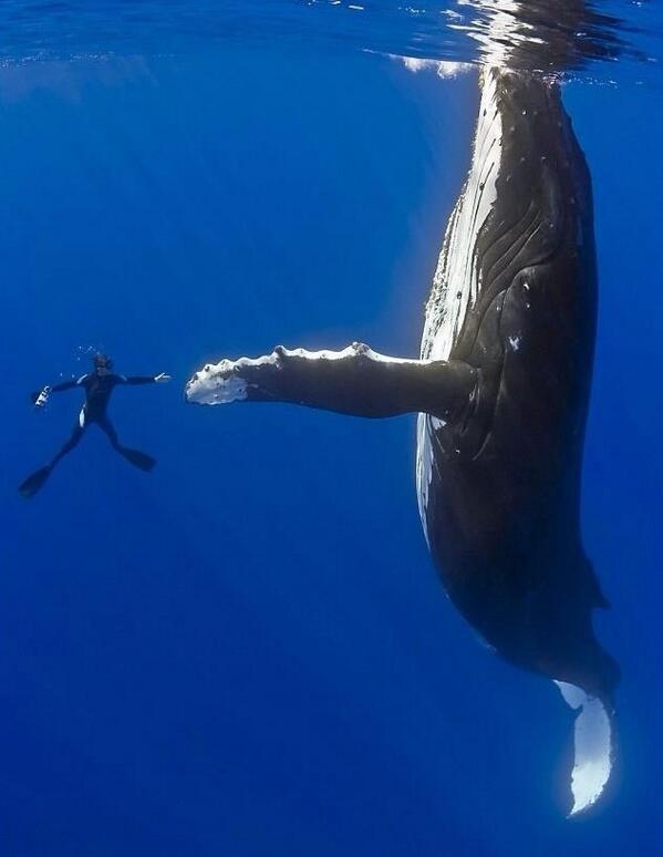 st barths whale photo by @StTropezHoliday 