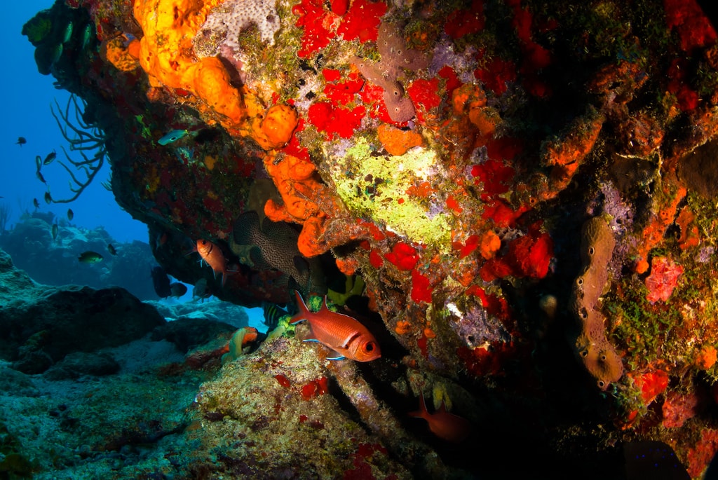 Coral head near St. Barts via by b.campbell65