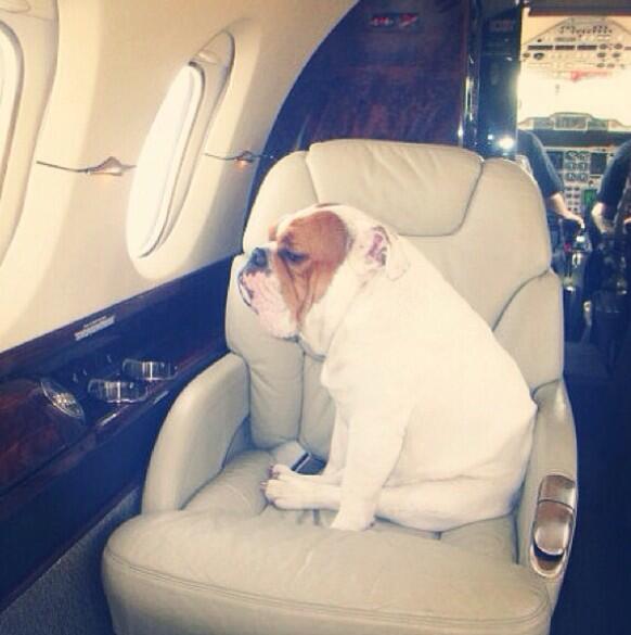 Kardashians' dog photo by @KardashianGlory